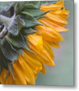 Sunflower Haze Metal Print