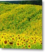 Sunflower Hill Metal Print