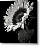 Sunflower In Black And White Metal Print