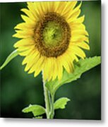 Sunflower In Bloom Metal Print