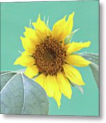 Sunflower In The Summer Time Metal Print