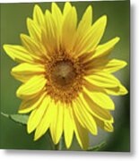 Sunflower In The Sun Metal Print