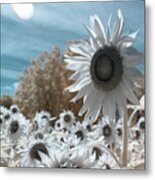 Sunflower Infrared Metal Print