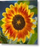 Sunflower Metal Print