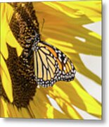 Sunflower Monarch Metal Print