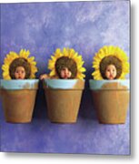 Sunflower Pots Metal Print