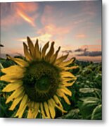 Sunflower Sunset Metal Print
