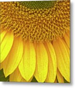 Sunflower Up Close Metal Print