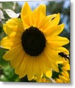 Sunflower With Bee Metal Print