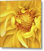 Sunflower Yellow Metal Print