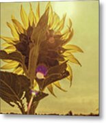 Sunflowers At Sunrise Metal Print