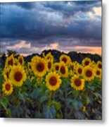 Sunflowers At Sunset Metal Print