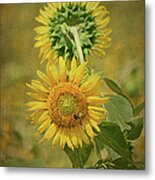Sunflowers Back To Back By Sandi O' Reilly Metal Print