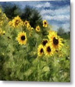 Sunflowers Bowing And Waving Metal Print