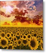 Sunflowers Field 1 Metal Print