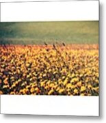 #sunflowers #flowers #blumenwiese Metal Print
