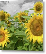 Sunflowers I Metal Print