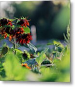 Sunflowers In The Evening Sun Metal Print