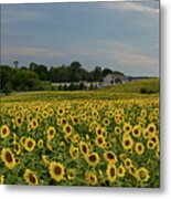 Sunflowers, People, And Pictures 2 Metal Print