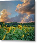 Sunflowers Sunset Weldon Spring Mo Grk8303_07152018-hdr Metal Print
