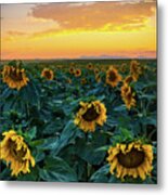 Sunflowers Under A Sunset Sky Metal Print