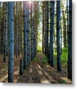 Sunlight Through The Forest Trees Metal Print