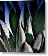 Sunlit Cactus Metal Print