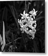 Sunlit Hyacinth Metal Print