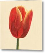 Sunlit Tulip Metal Print