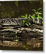 Sunning At Lake Martin Louisiana Metal Print