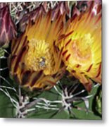 Sunny Cactus Flowers Metal Print