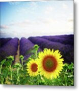 Sunrise Over Sunflower And Lavender Field Metal Print