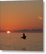 Sunrise Pelican Delray Beach Florida Metal Print