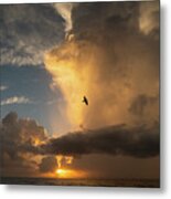 Sunrise Thunderstorm Bird Delray Beach Florida Metal Print