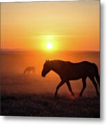 Sunset Mustang Stallion Metal Print
