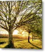 Sunset Through A Line Of Rural Trees Metal Print
