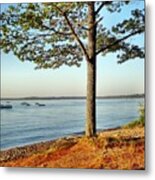 Sunset Tree Metal Print