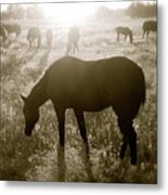 Sunset With Band Of Horses Metal Print