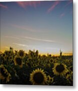 Sunset With Sunflowers At Andersen Farms Metal Print