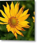 Sunshine Daisy Metal Print