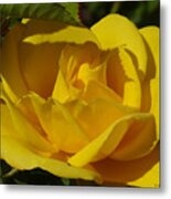 Sunshine Rose Metal Print