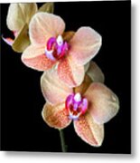 Surf Song Orchid-2 Metal Print