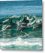 Surfing Dolphins 4 Metal Print