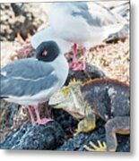 Swallow Tailed Gull And Iguana On  Galapagos Islands Metal Print