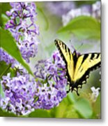 Swallowtail Butterfly On Lilacs Metal Print