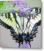 Swallowtail On Butterfly Bush 2 Metal Print