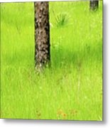 Swamp Trees 2 Metal Print