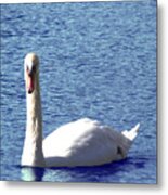 Swan 002 Metal Print