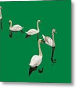 Swan Family On Green Metal Print