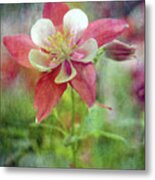 Sweet Columbine 9281 Idp_2 Metal Print